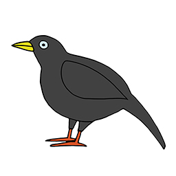 Blackbird
